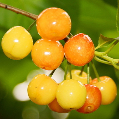 黄蜜- 烟台柏真大樱桃种植有限公司